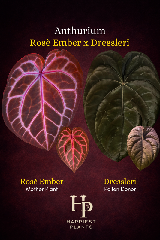 Anthurium Rosè Ember x Dressleri