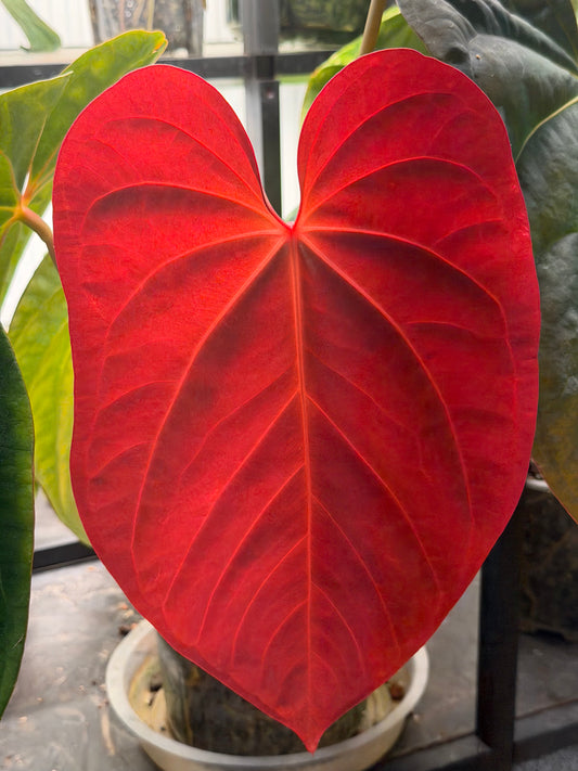 Anthurium [(Carlablackiae x Besseae AFF) x BVEP] x RVDP