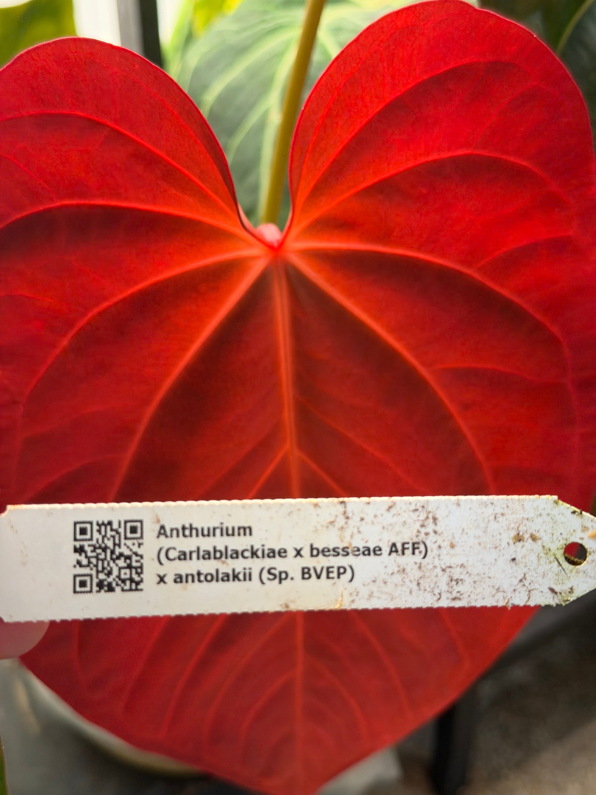 anthurium merah Anthurium (Forgetii x BVEP) X (Carlablackiae x Besseae AFF x BVEP) – HappiestPlants