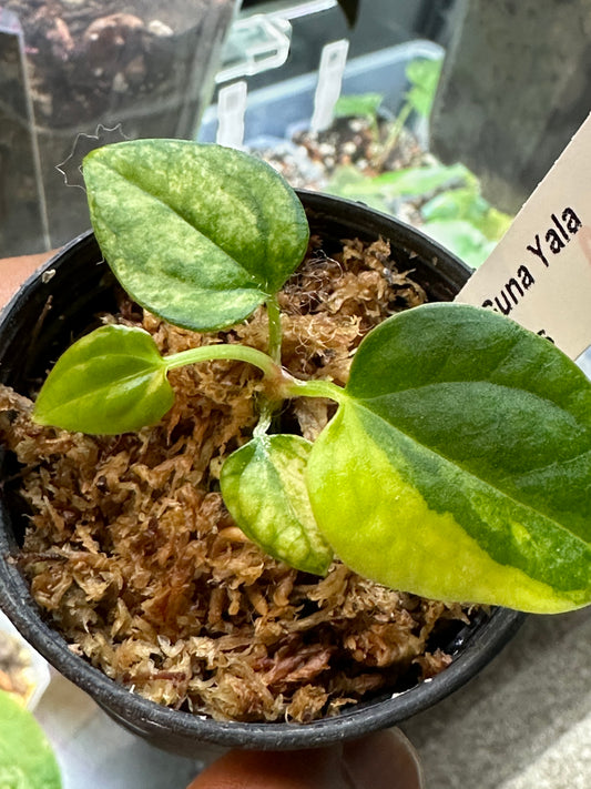 Variegated Anthurium