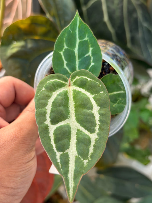 Anthurium (Forgetii x Red Crystal) x (SKG Pink Lemonade x Red Crystal)
