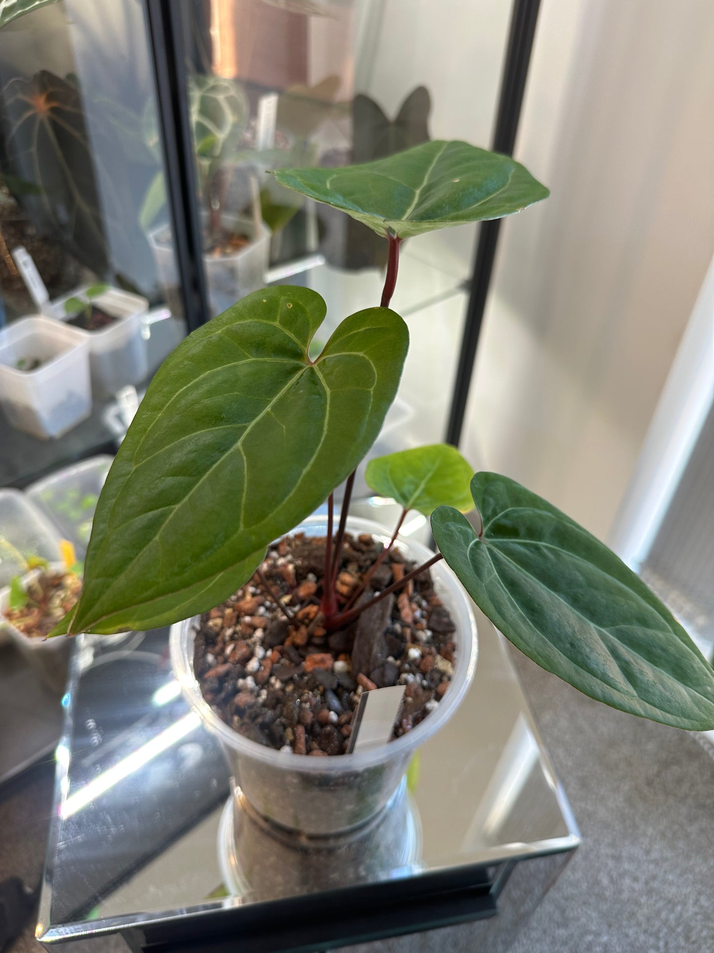 Anthurium Papillilaminum Variegated x Hoffmani