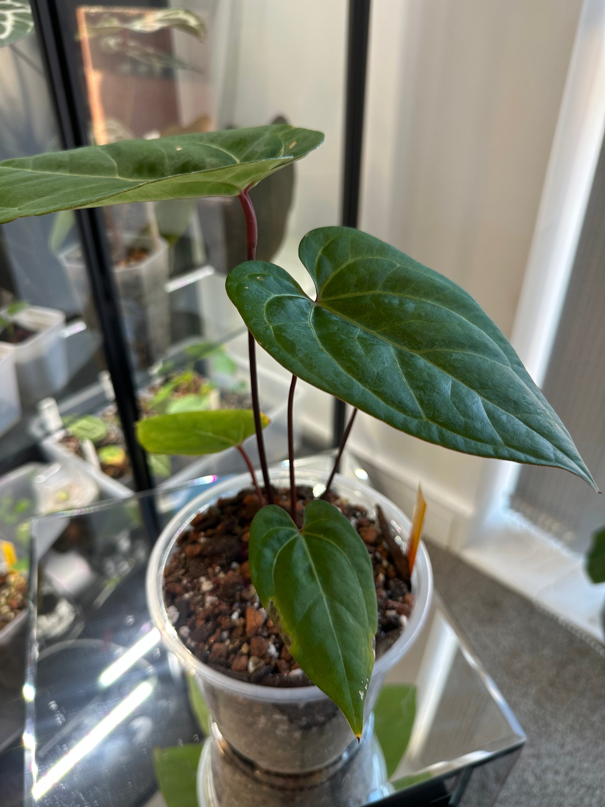 anthurium hoffmani Anthurium Papillilaminum Variegated x Hoffmani – HappiestPlants
