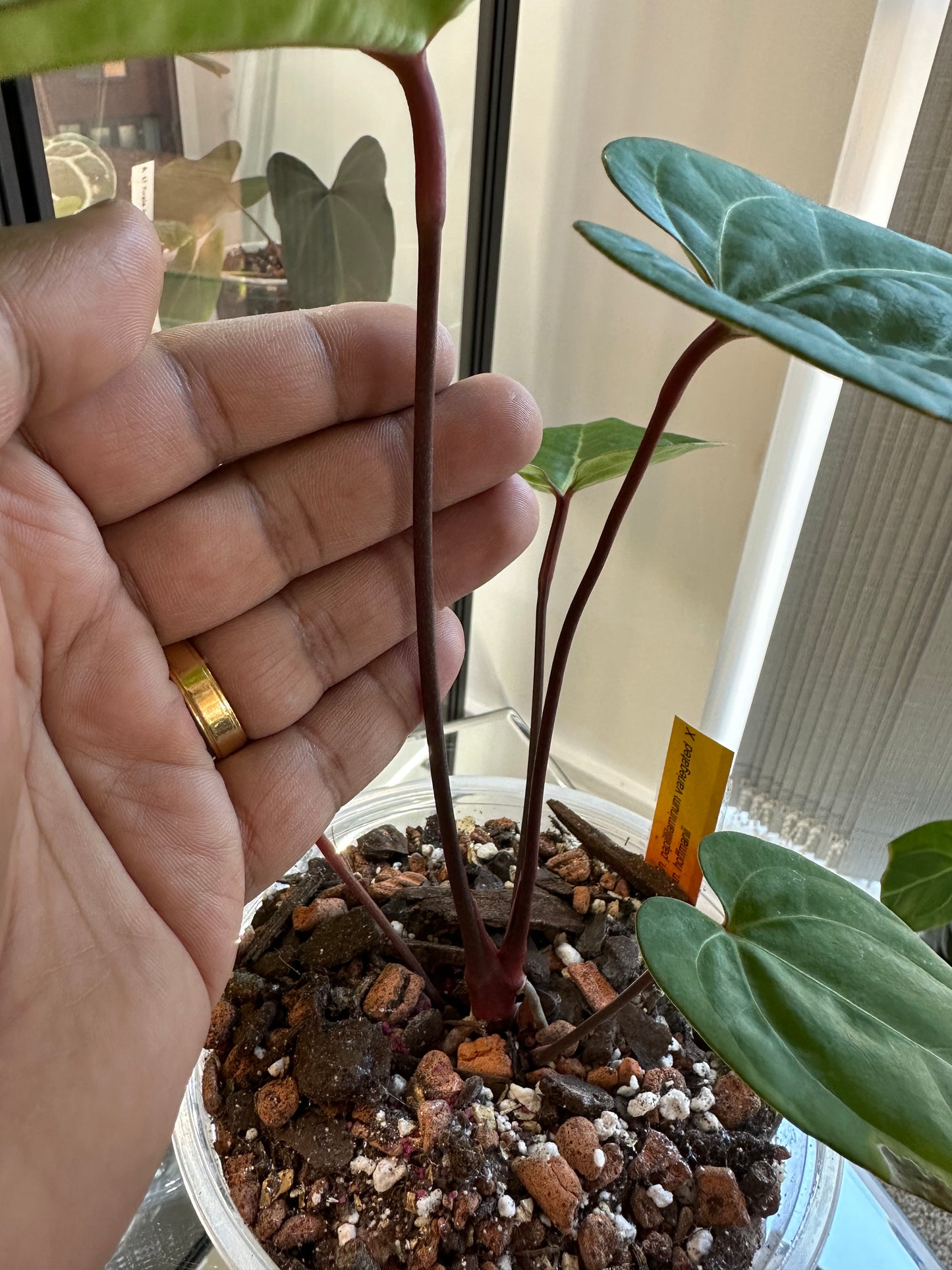 Anthurium Papillilaminum Variegated x Hoffmani