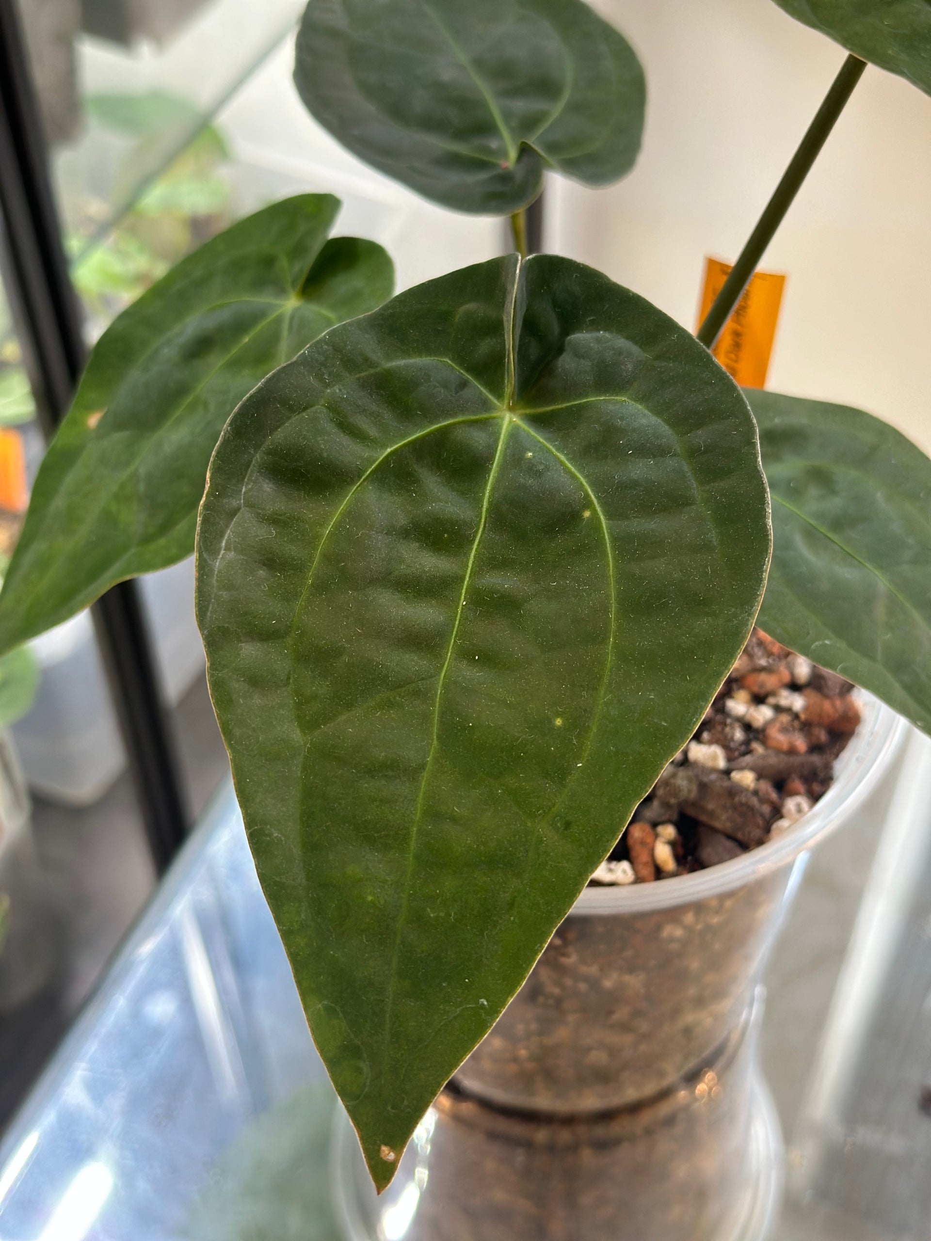 Anthurium Dressleri (NSE) x RVDP - Medium – HappiestPlants