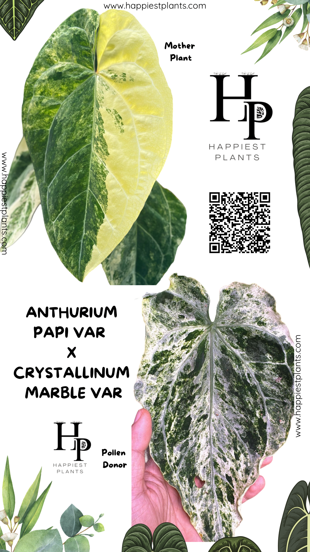 Anthurium Papillilaminum Panaché x Crystallinum Marbre Panaché