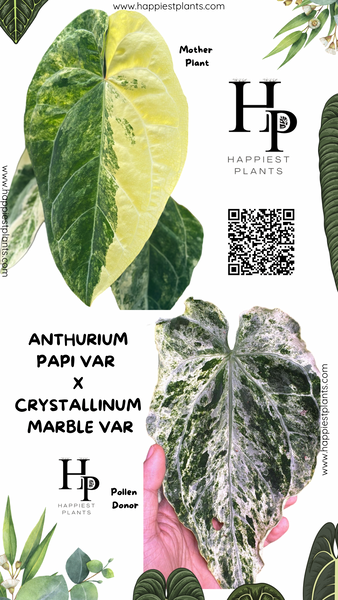 A. (papi var × Crys Marble) × Debilis