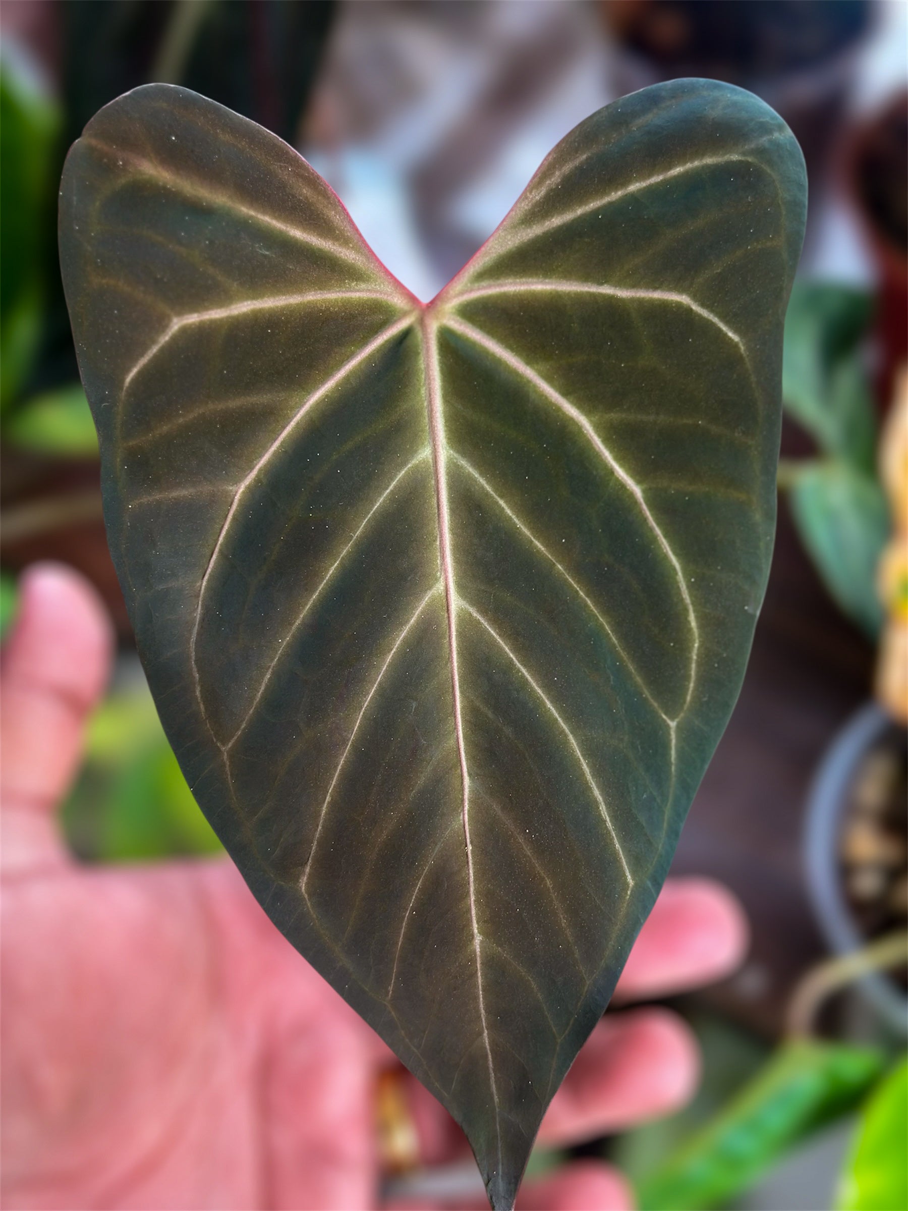 anthurium purple princess Anthurium Purple Amethyst x Obsidian Butterfly – HappiestPlants