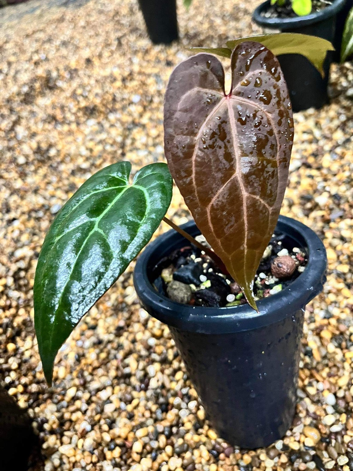 Top Anthurium AOS