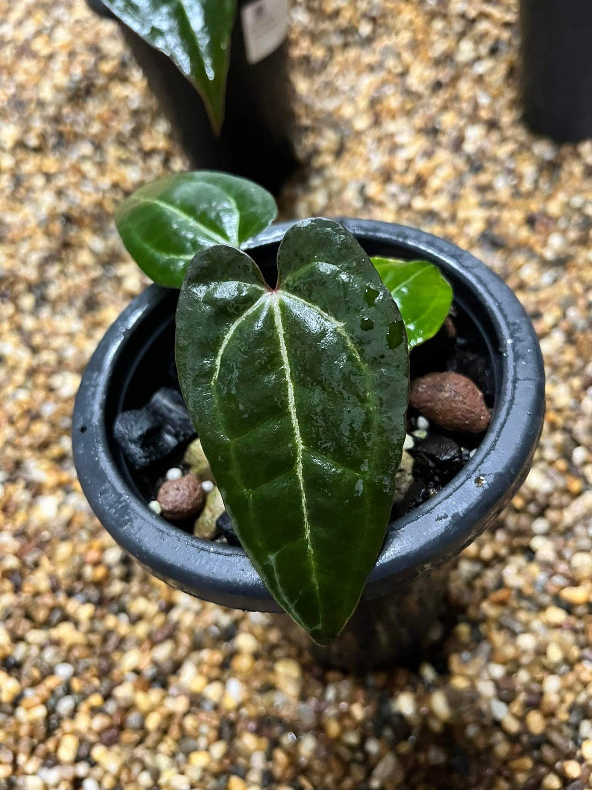 anthurium uk Anthurium Aos X Crystallinium Clone Cuttings