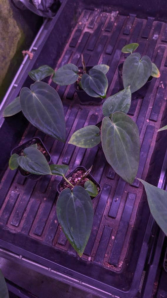 Anthurium BVEP / Antolakii 'Blackened Tuna' x 'RA1' – HappiestPlants
