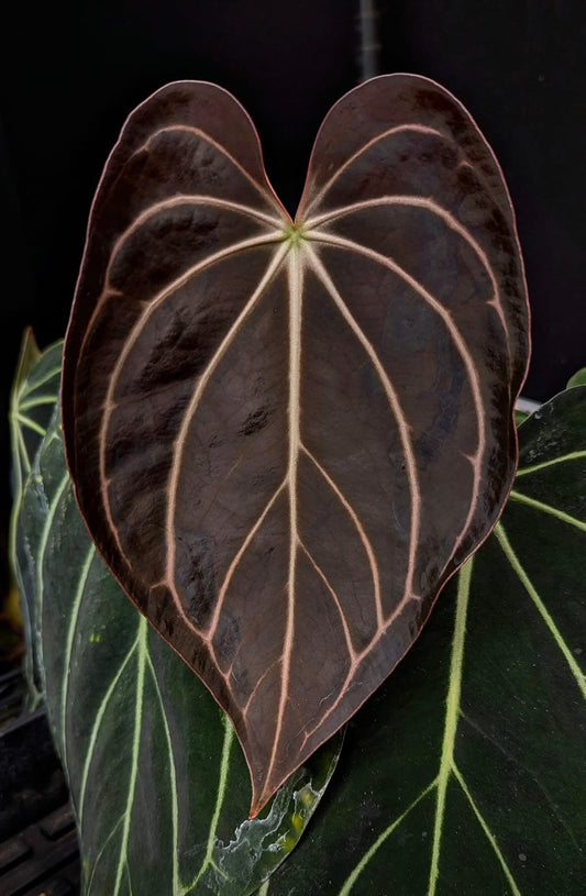 Anthurium Carlablackiae Peter Parker