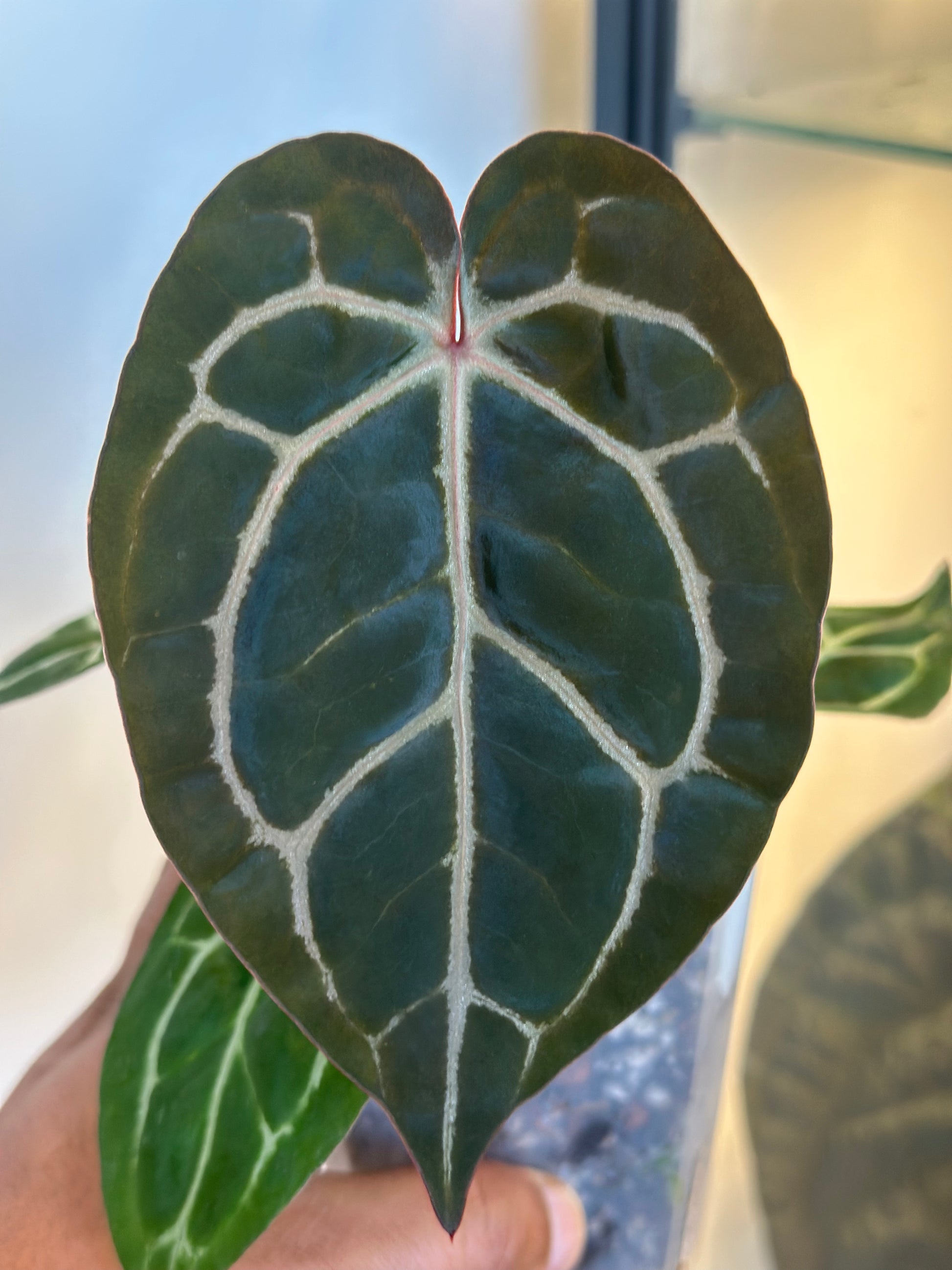 anthurium michelii Anthurium Michelle x Michelle X Carlablackiae AU2 – HappiestPlants