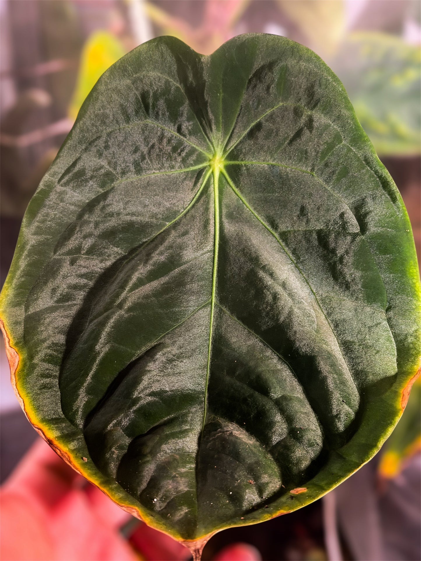Anthurium (Forgetii x BVEP) X (Carlablackiae x Besseae AFF x BVEP)