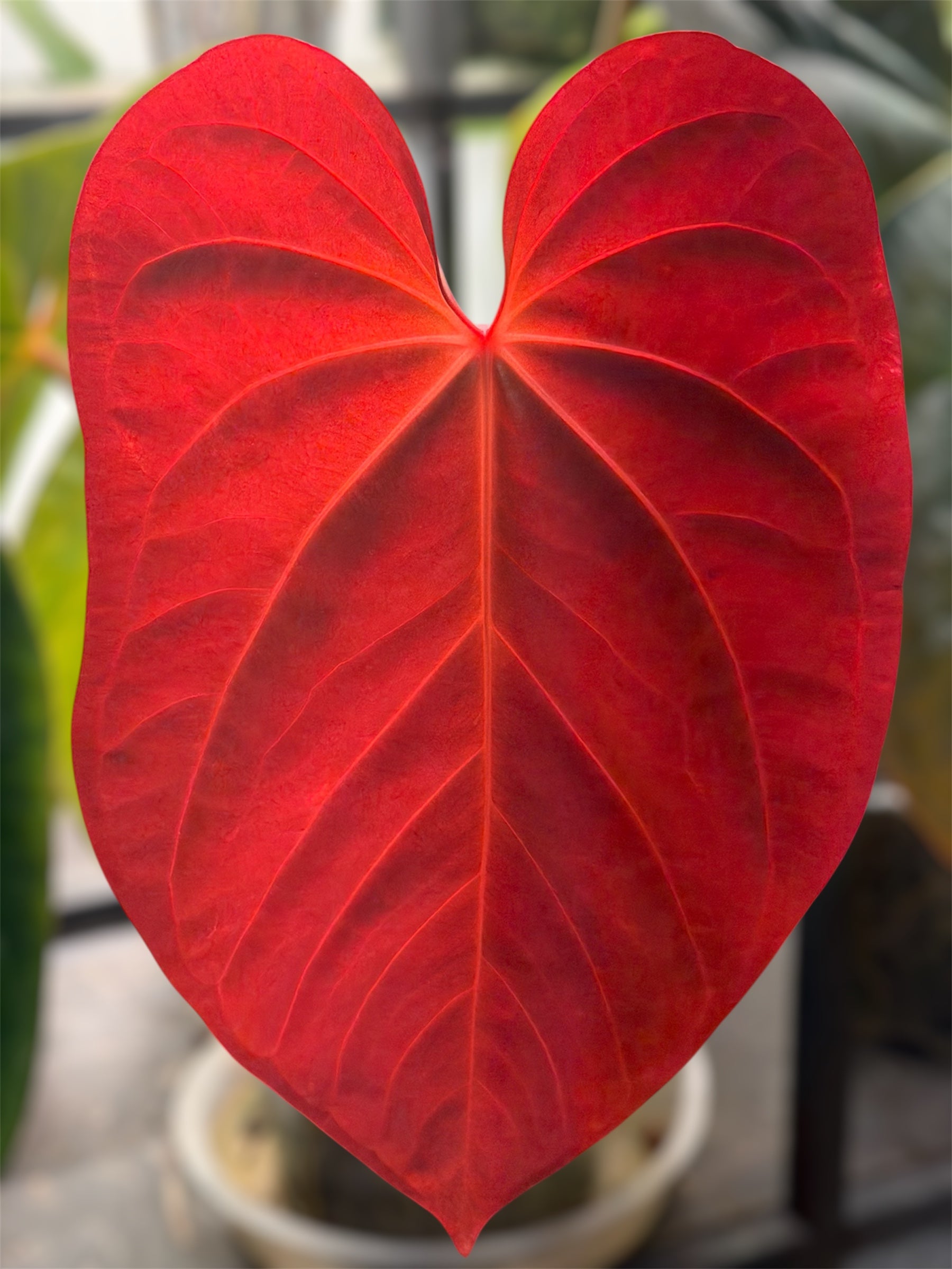 Anthurium (Forgetii x BVEP) X (Carlablackiae x Besseae AFF x BVEP