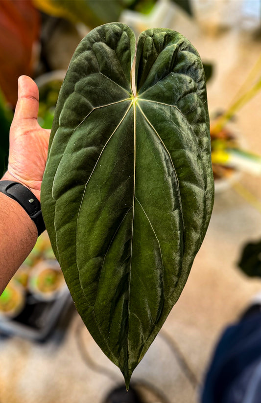 Anthurium BVEP x FSRL – Large Offset