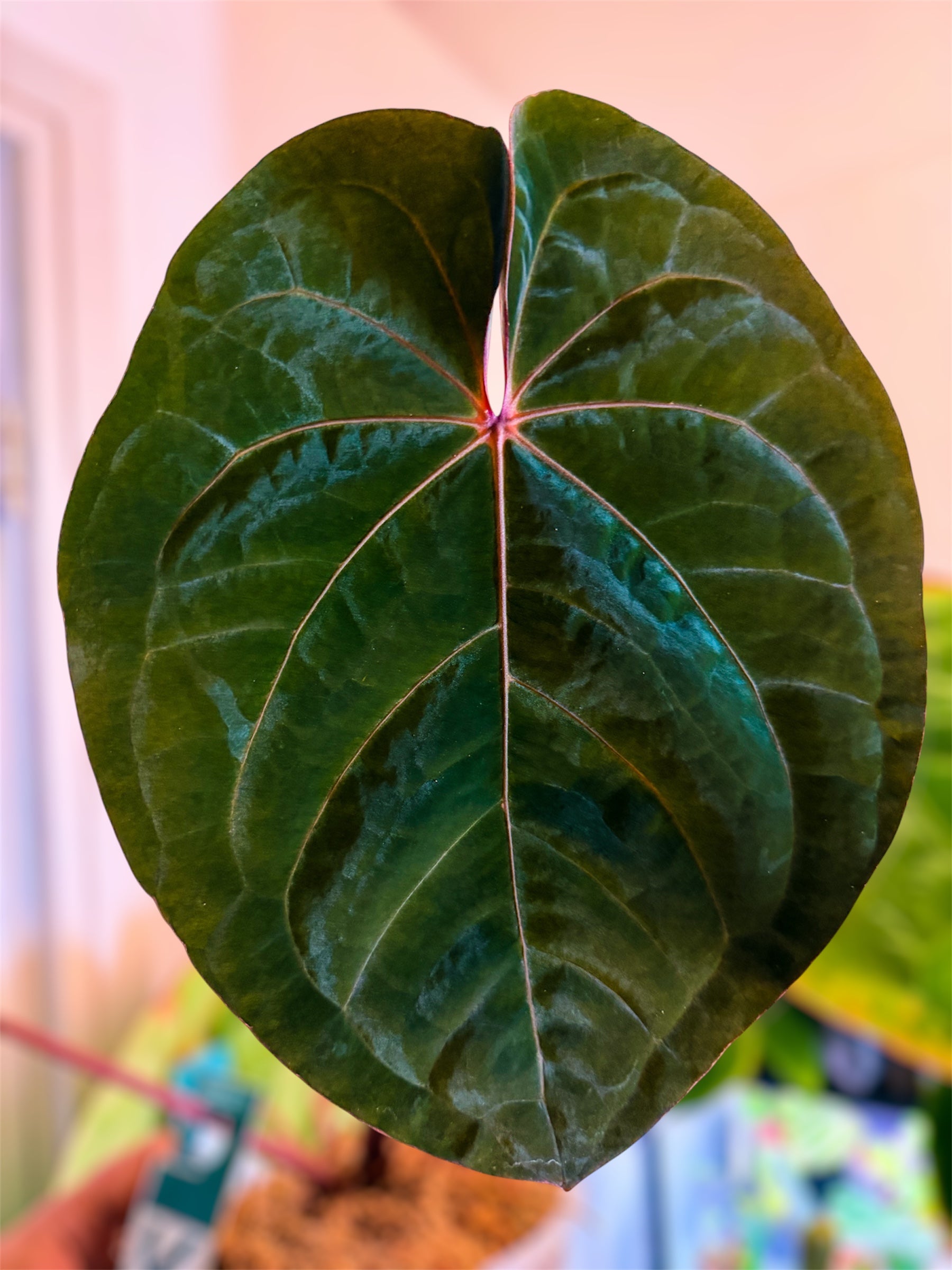 Anthurium Bloodmoon - Original Clone – HappiestPlants