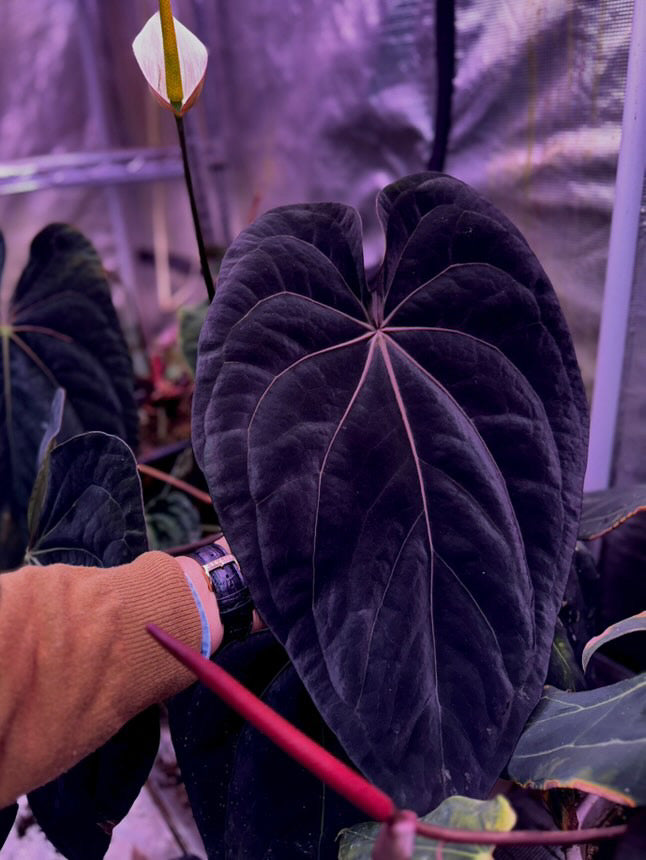 Anthurium Papillilaminum x AOS X Dressleri RG F2 x Carlablackiae Amanda