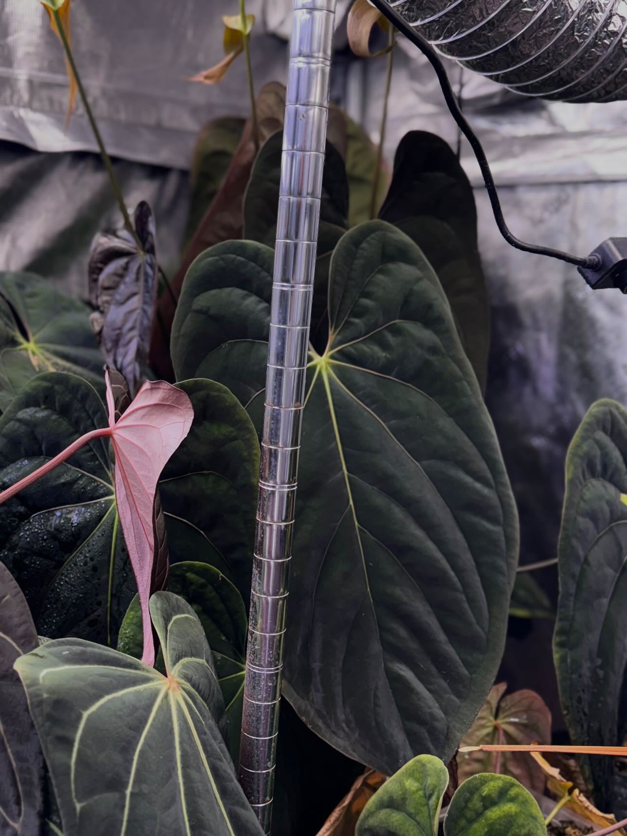 Anthurium Papillilaminum x AOS X Dressleri RG F2 x Carlablackiae Amanda