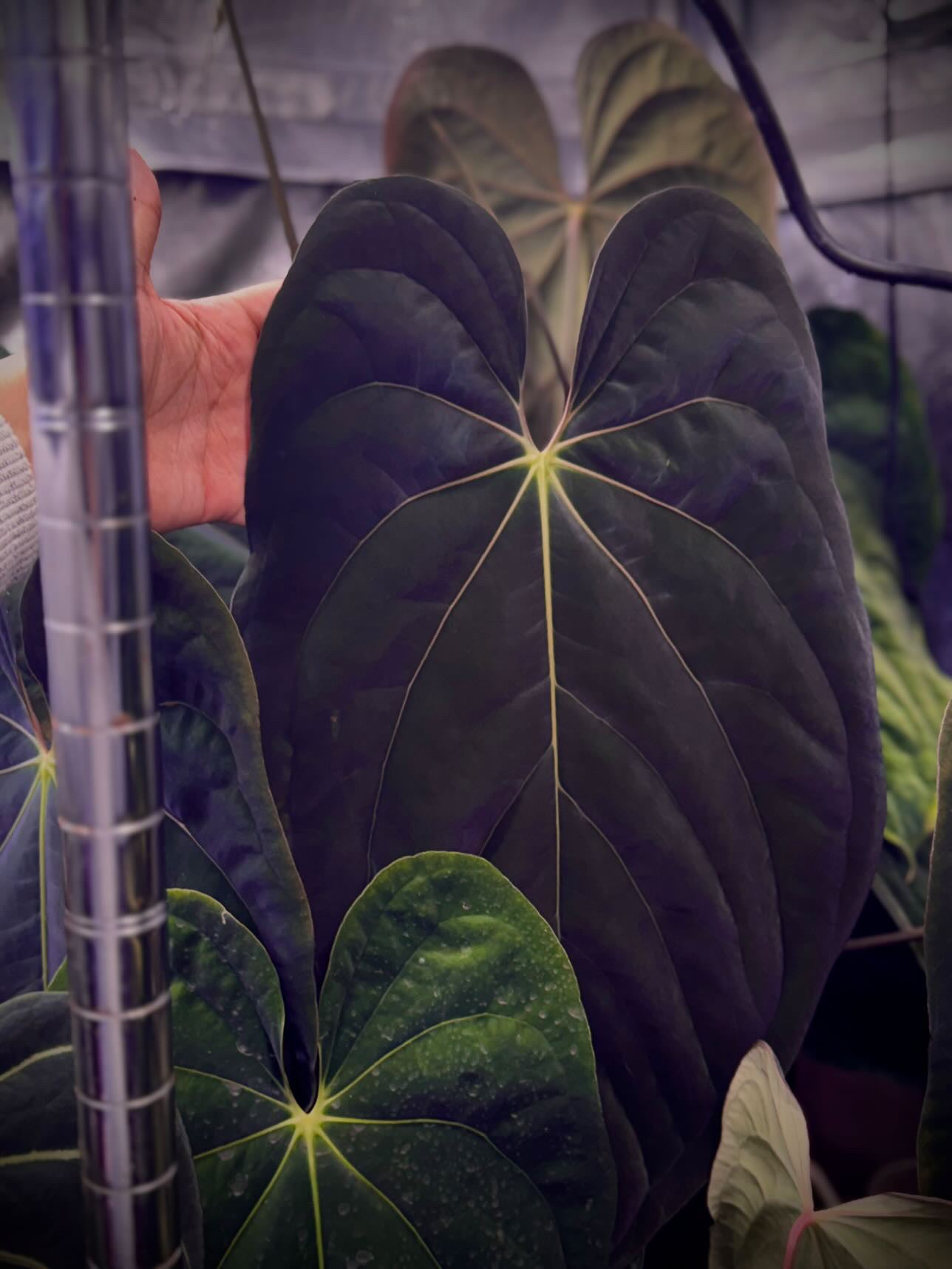 anthurium papillilaminum x dressleri Anthurium Papillilaminum x AOS X Dressleri RG F2 x Carlablackiae Amand – HappiestPlants