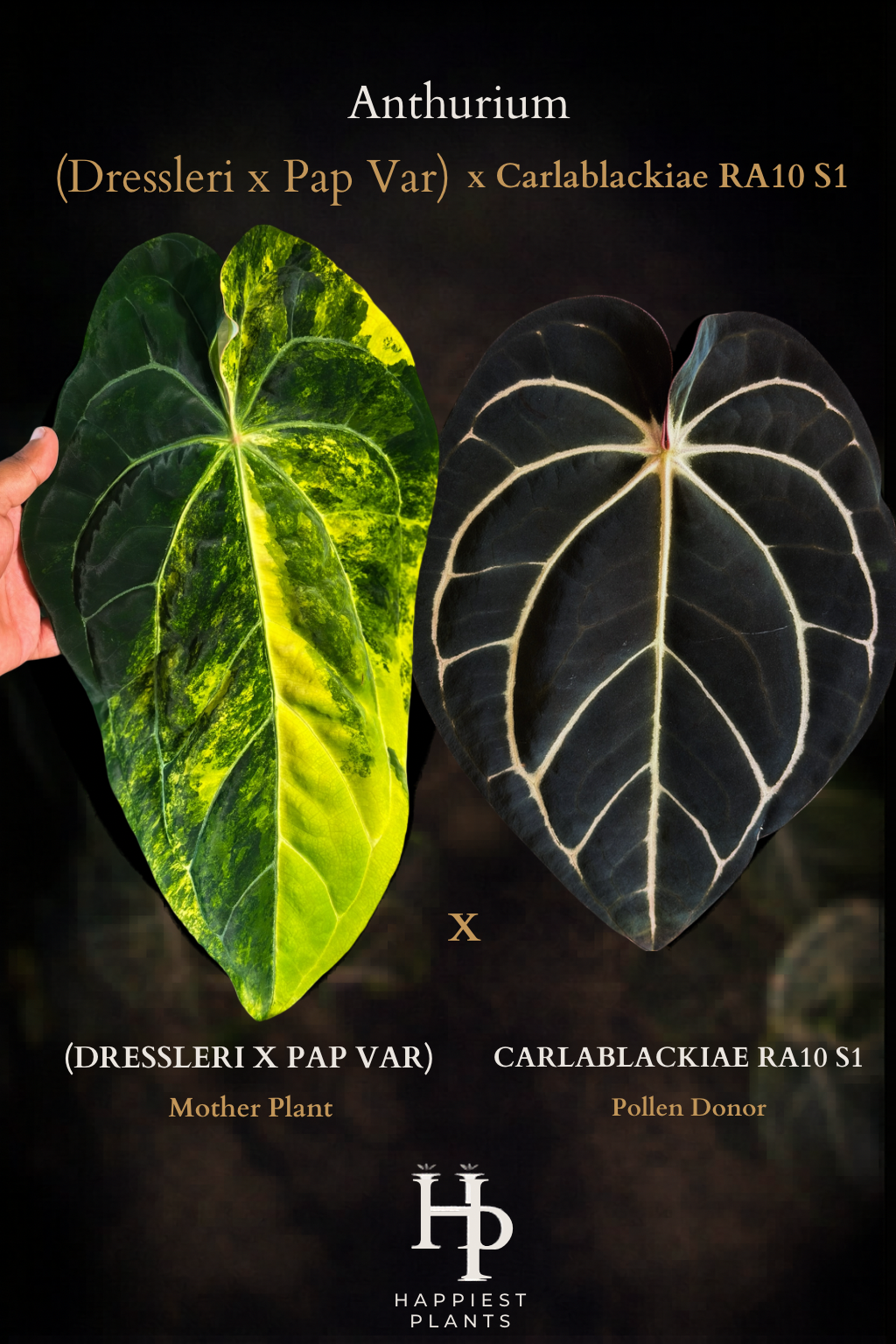 (Dressleri x Pap Var) x Carlablackiae RA10 S1