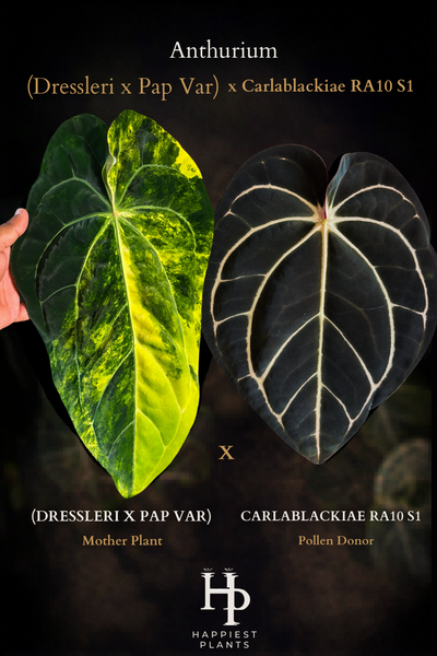 Anthurium (Dressleri x Pap Var) x Carlablackiae RA10 S1