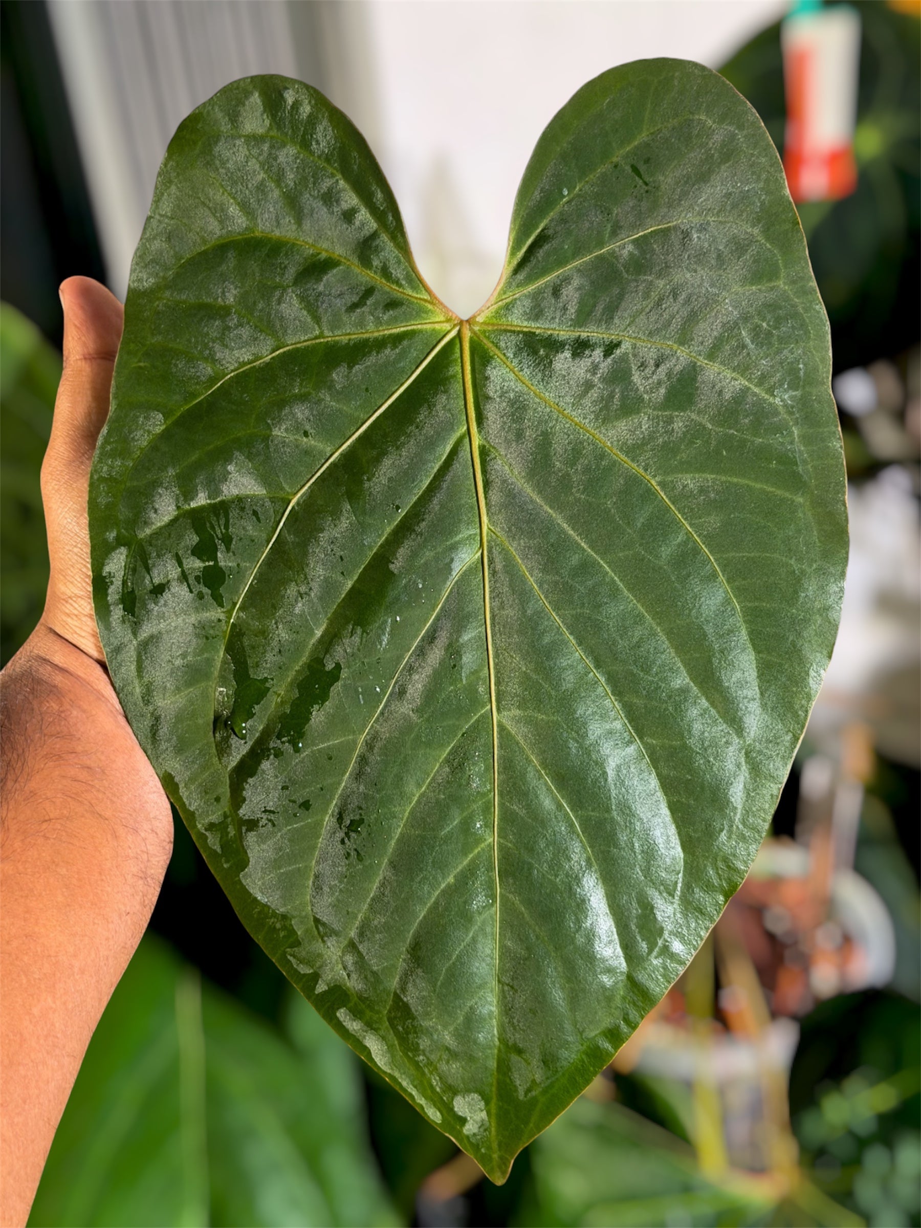 anthurium gymnopus Anthurium (AOS DF x Kunayalense) x Carlablackiae OG4 S1 – HappiestPlants