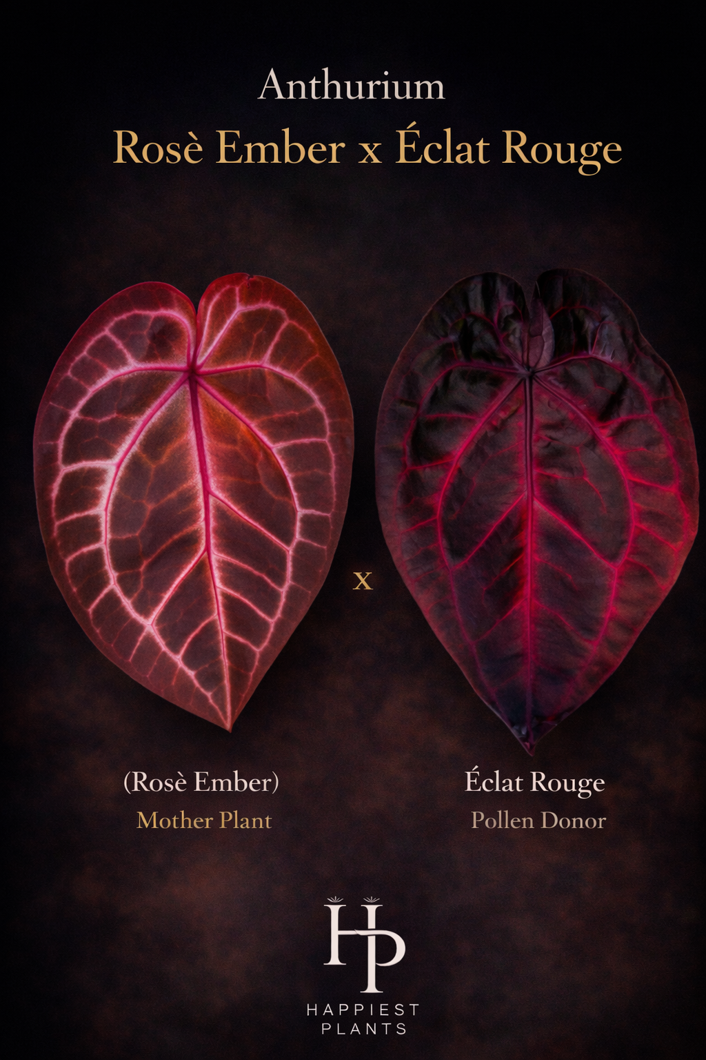 Anthurium Rosè Ember x Èclat Rouge