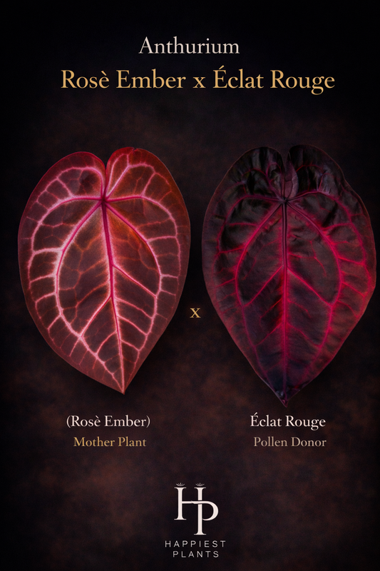 Anthurium Rosè Ember x Èclat Rouge