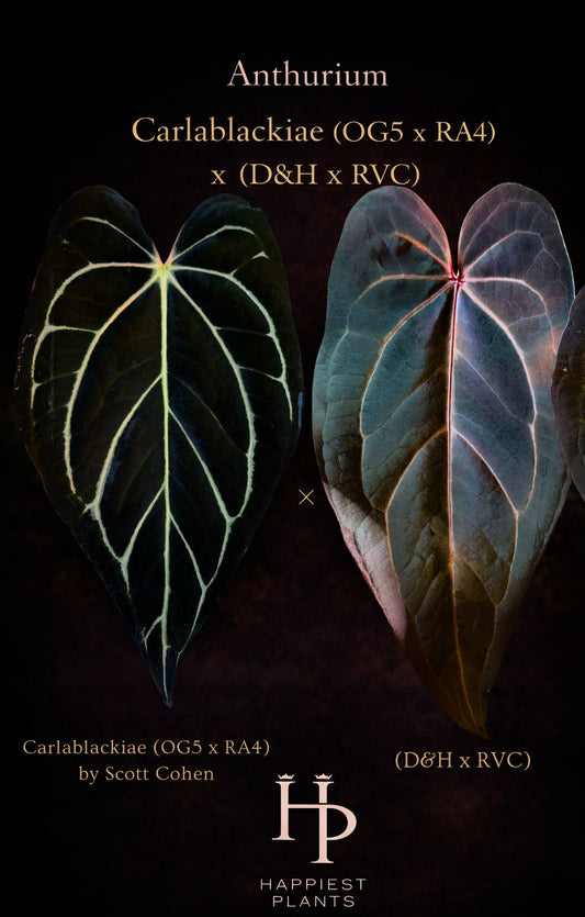 Anthurium Carlablackiae × (D&H × RVC)