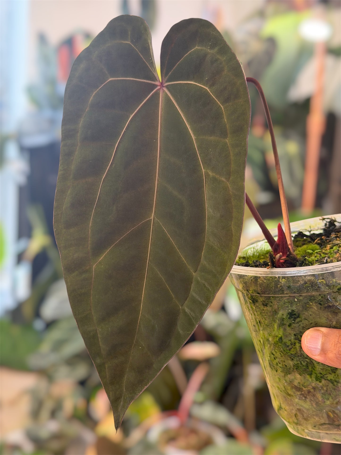 Anthurium Ace of Spades - Clone from the Original Plant