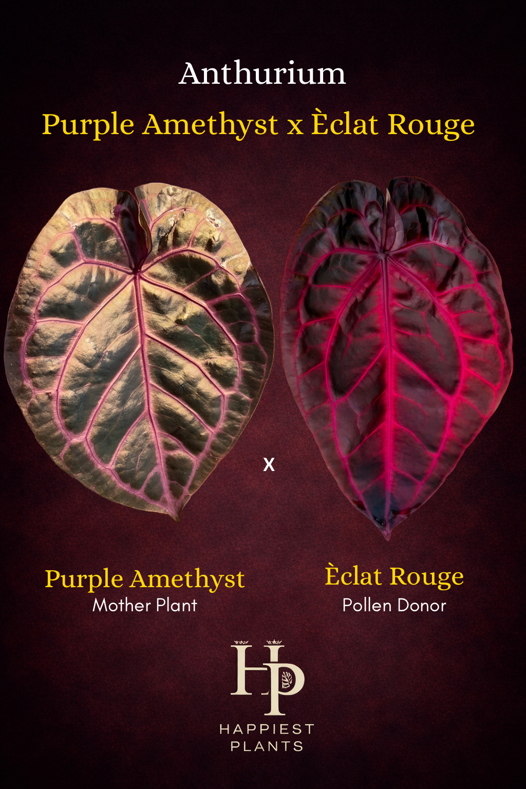 Anthurium Purple Amethyst x Èclat Rouge