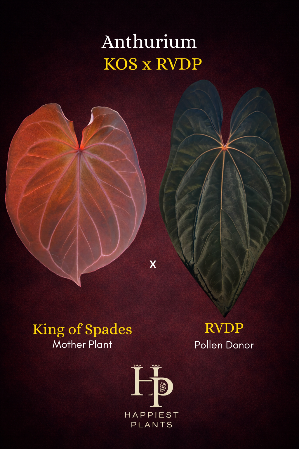 Anthurium KOS x RVDP – Variegated Seedlings