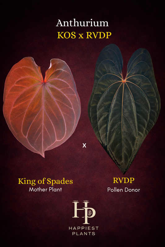 Anthurium KOS x RVDP – Variegated Seedlings