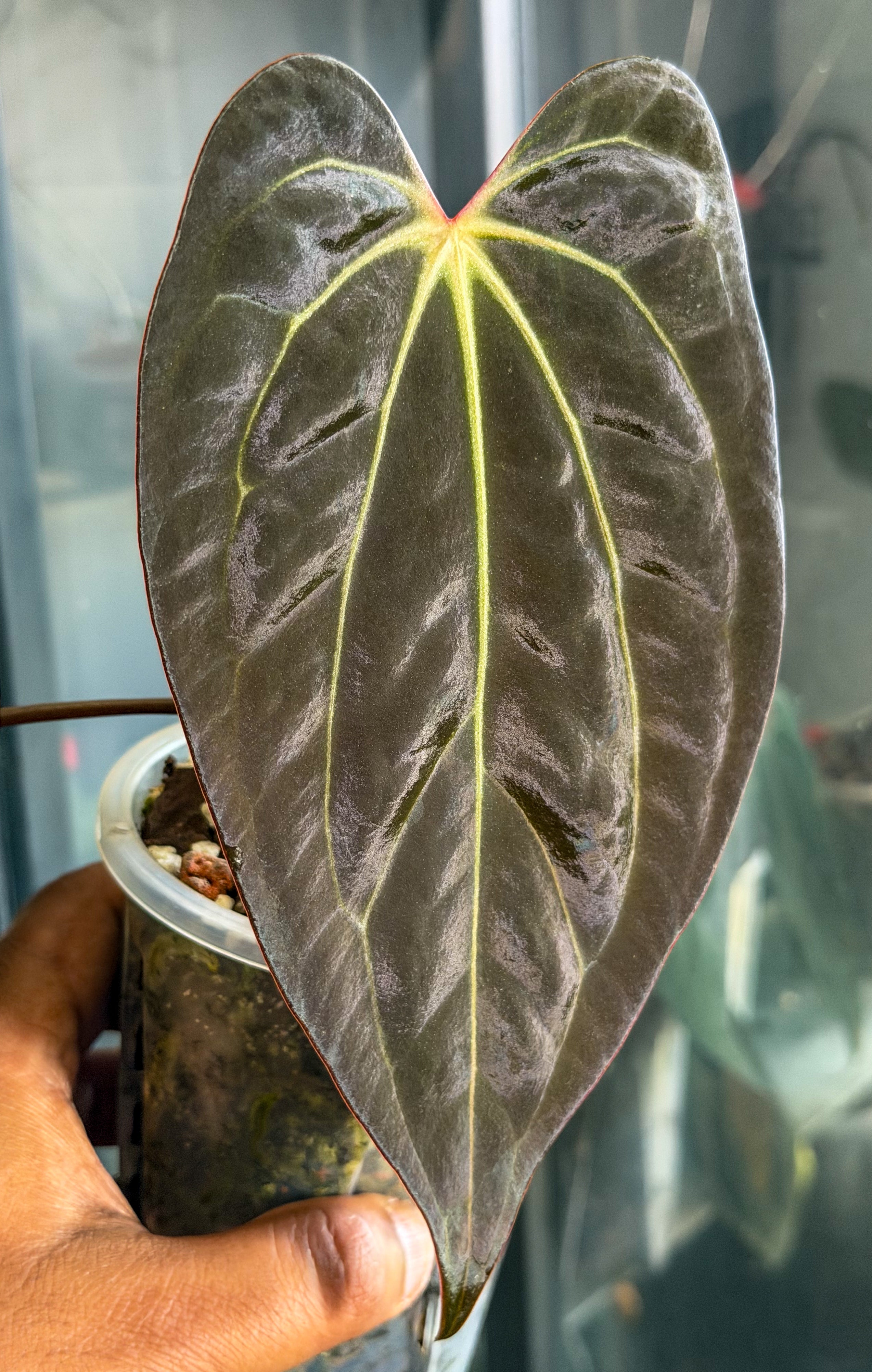 Anthurium RVDP x Carlablackiae – HappiestPlants