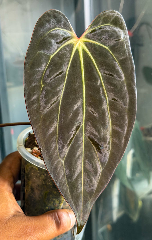 Anthurium RVDP x Carlablackiae