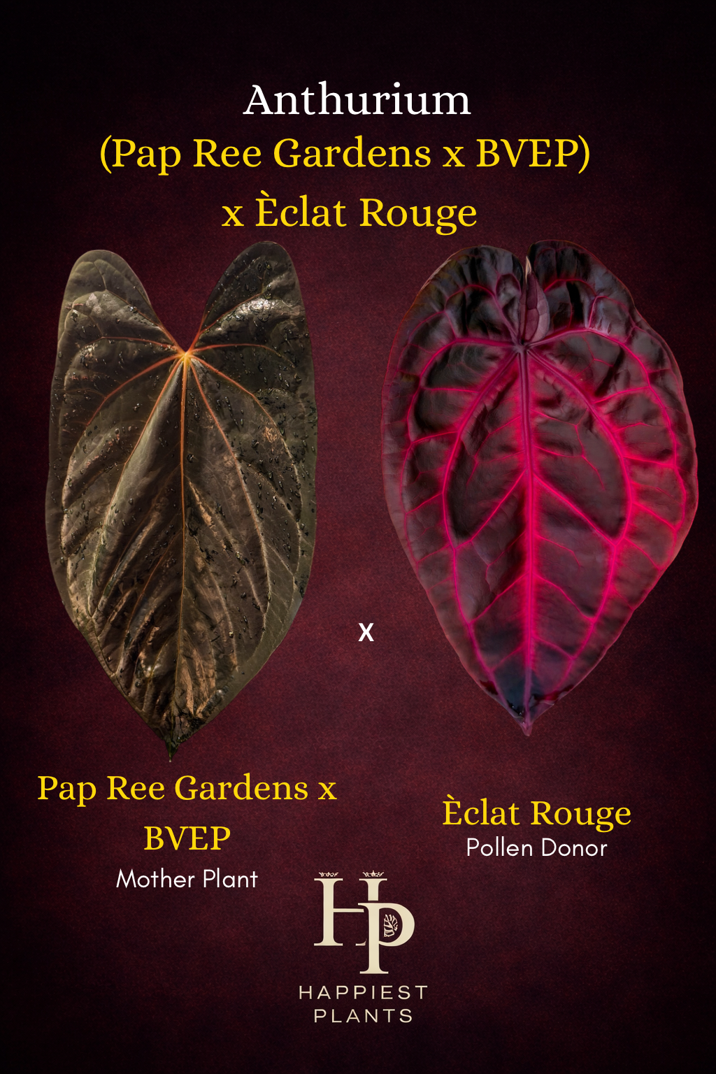Anthurium (Pap Ree Gardens x BVEP) x Èclat Rouge