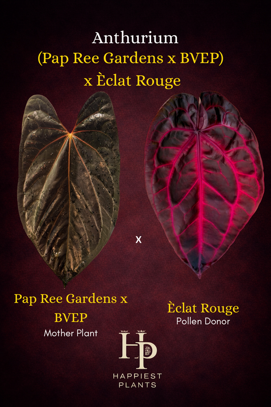 Anthurium (Pap Ree Gardens x BVEP) x Èclat Rouge