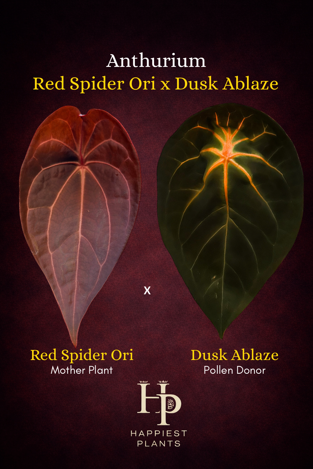 Anthurium Red Spider Ori x Dusk Ablaze