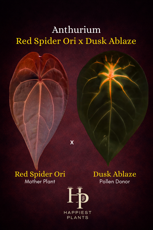 Anthurium Red Spider Ori x Dusk Ablaze