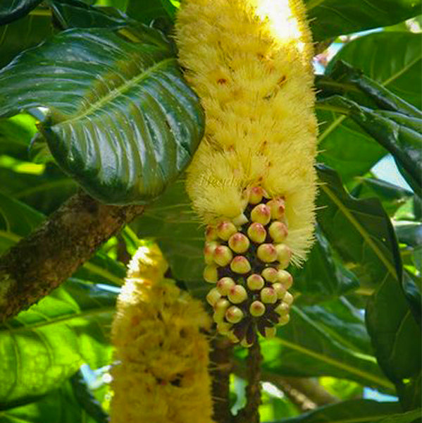 Lebende Pflanzen aus geschnittenen Nüssen (Barringtonia Edulis)