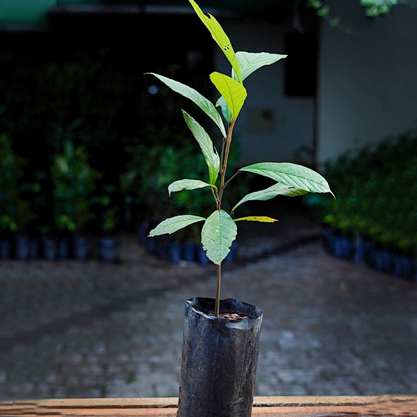 Cupassu Fruit Plants