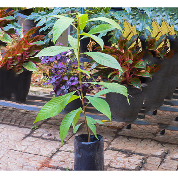 Mamey Sapote Plants