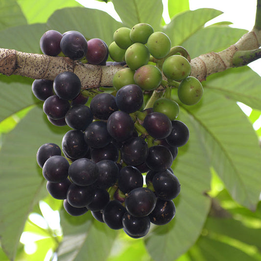 Amazon Tree Grape Live Plants