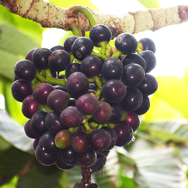 Amazon Tree Grape