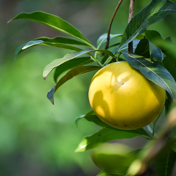 Abiu Fruit Live Plants Pouteria Caimito | HappiestPlantsbyAMJ