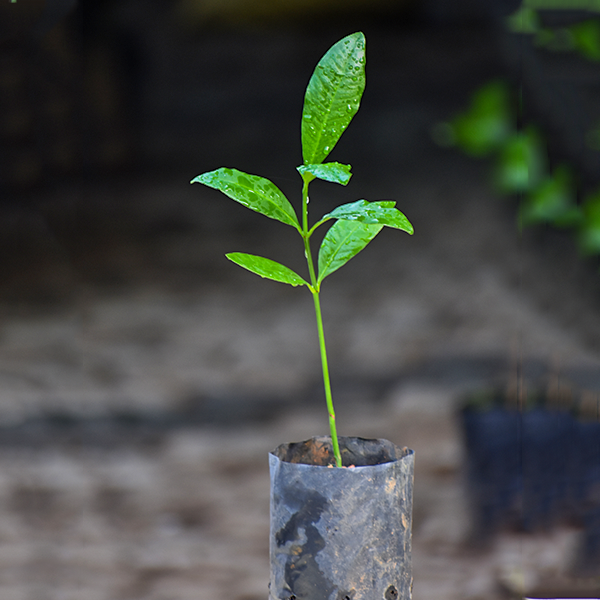 Mexican Garcinia Plants