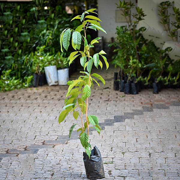 Fruit Live Plants