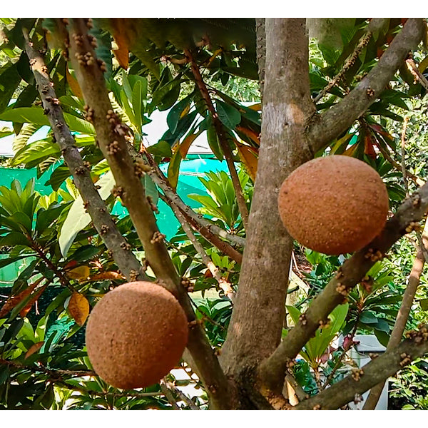 Mamey Sapote Live Plants