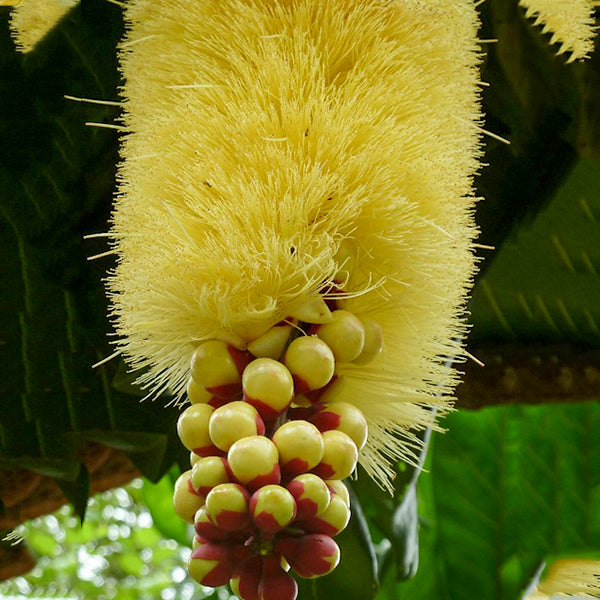 Cut Nut Live Plants (Barringtonia Edulis)